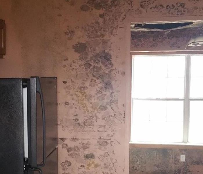 Wall next to a fridge covered in mold spots.